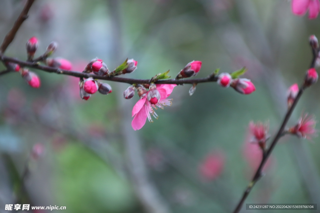 桃花