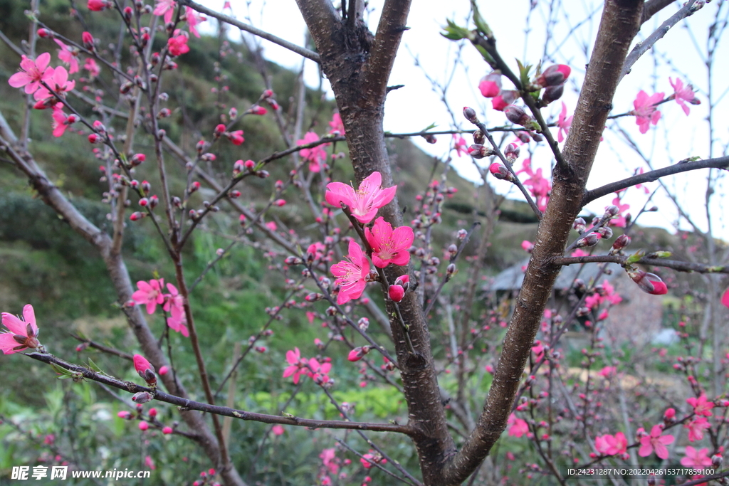 桃花