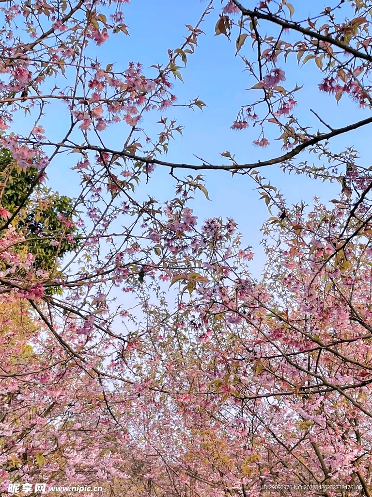 樱花