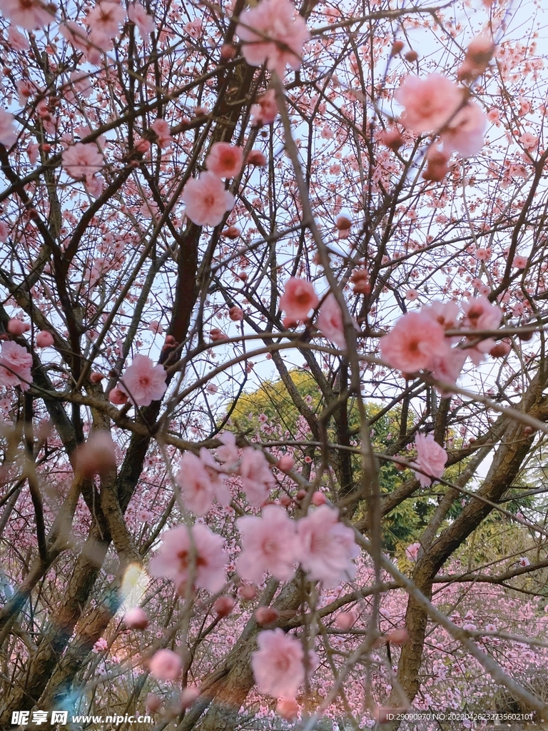 樱花