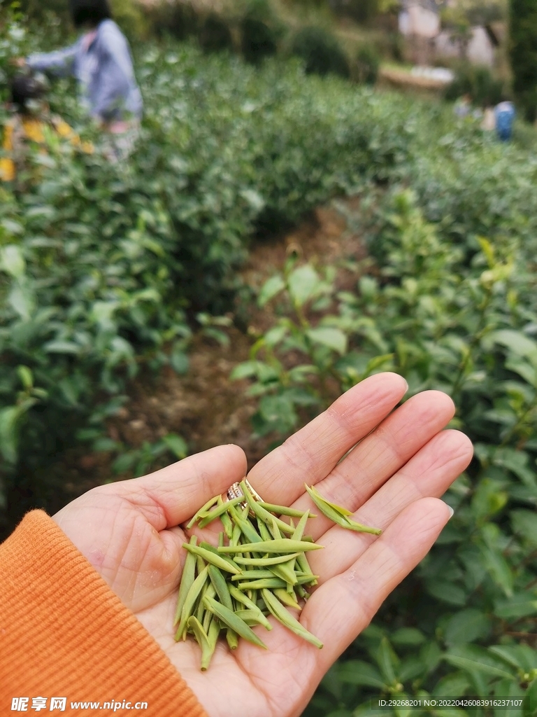 初茶 春茶 嫩茶 乡村美景 