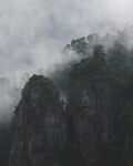 树