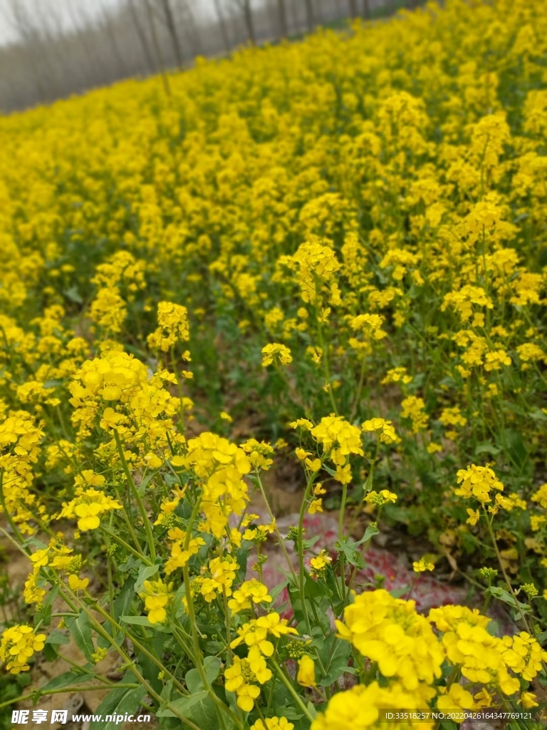油菜花