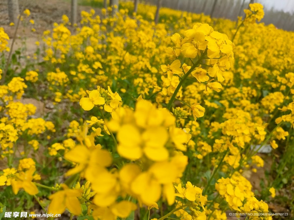油菜花