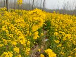油菜花