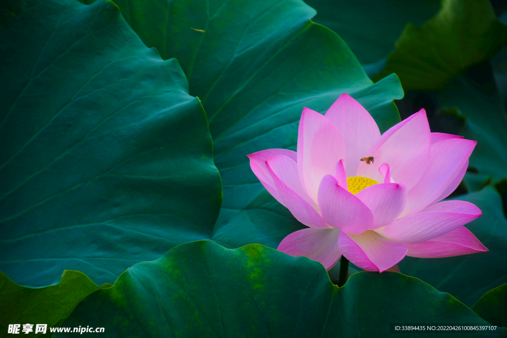 莲花