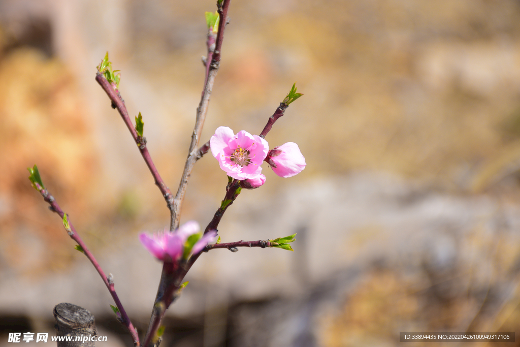 桃花