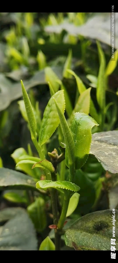 茶