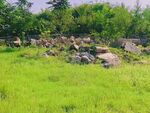 草坪