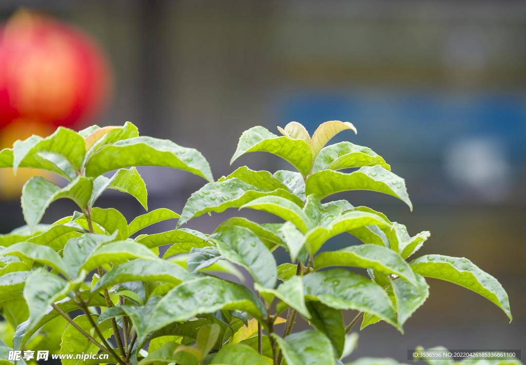 桂花叶片高清大图