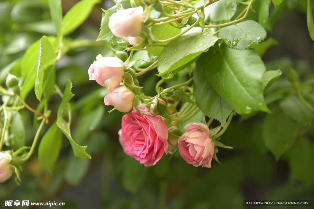 月季花