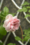 月季花