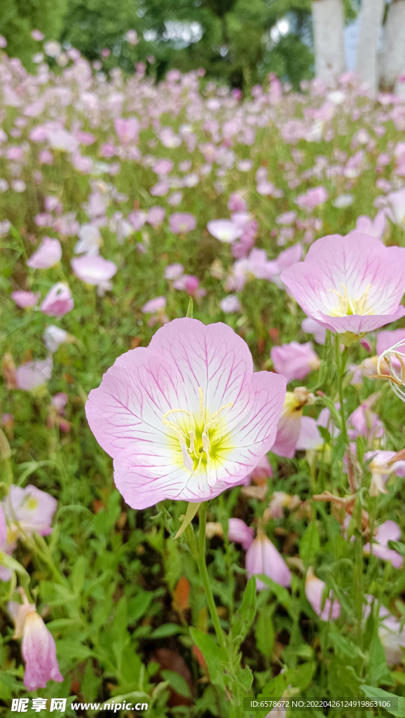 月见草花