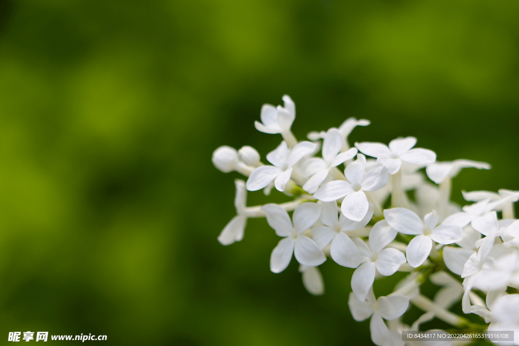 桌面素材 丁香花开