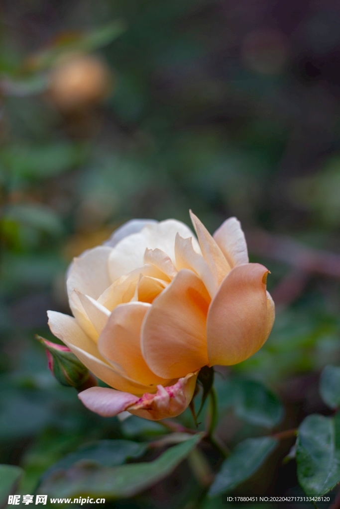 月季花