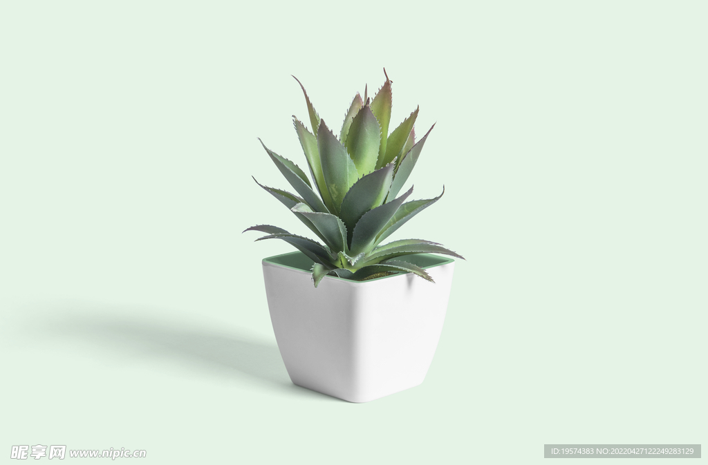 绿色芦荟盆栽植物