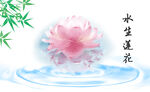 水生莲花