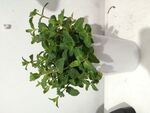 薄荷
