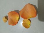 玫瑰花瓣