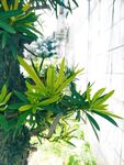 绿枝新芽