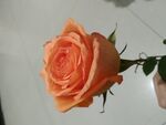 橘黄色玫瑰花
