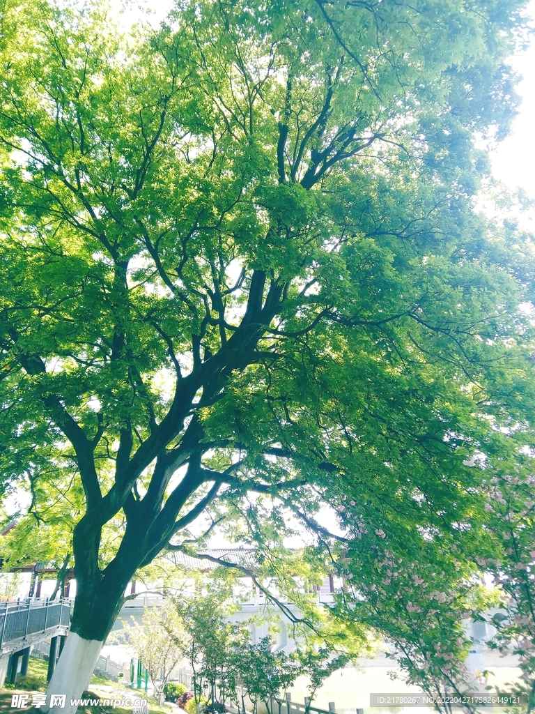 大树下 绿叶