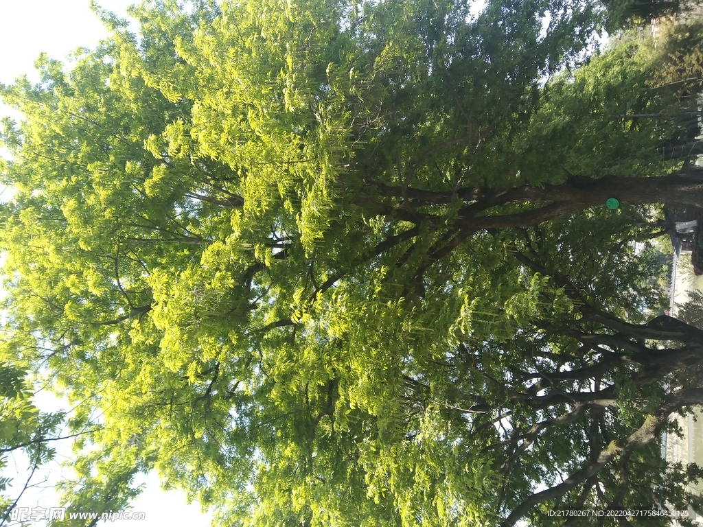 树木
