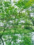 绿枝新芽