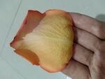 黄花瓣