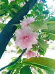 樱花树 