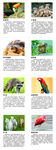 野生动物图鉴 动物图片 