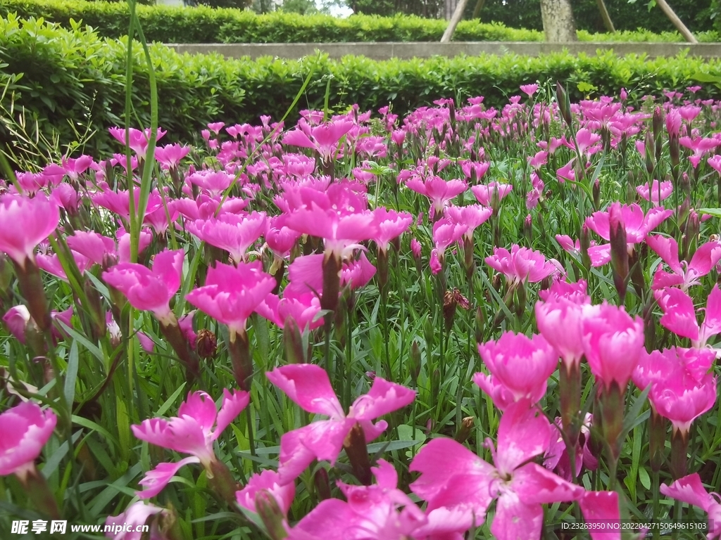 花丛