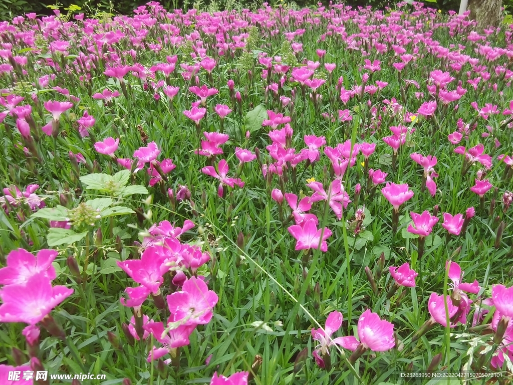 遍地鲜花