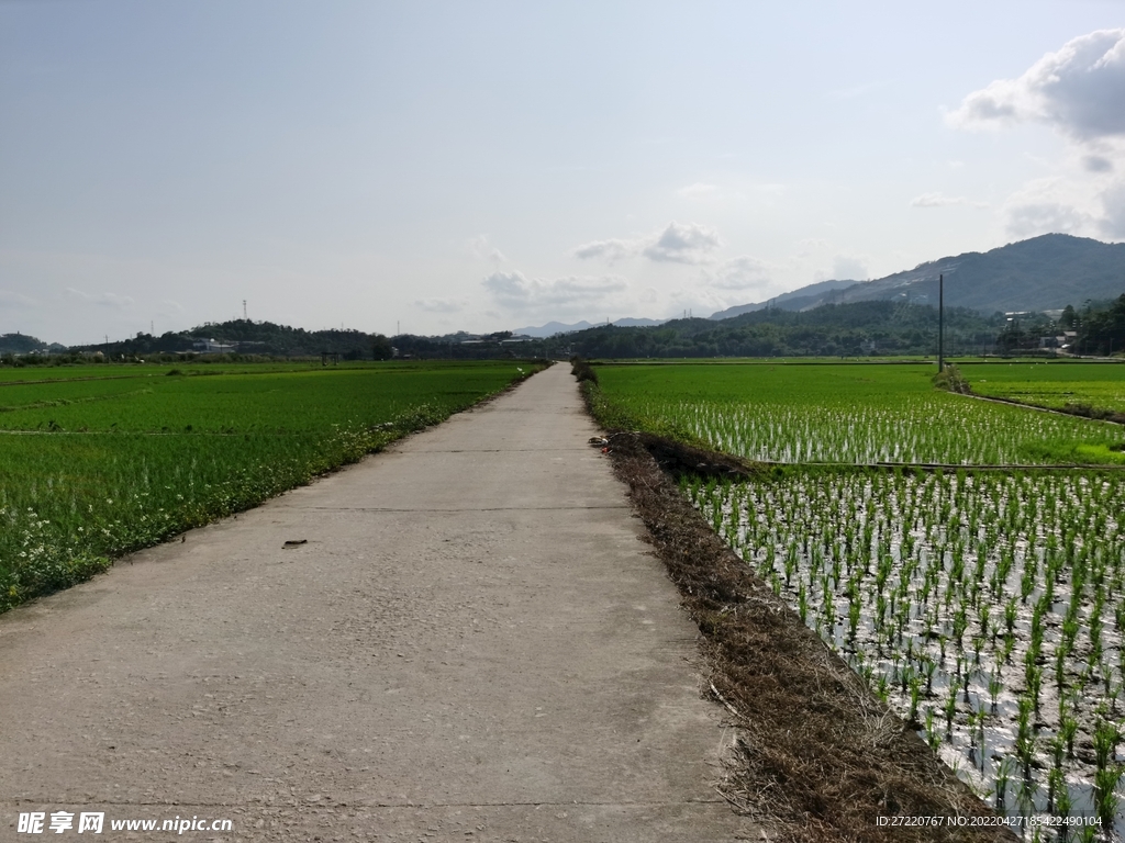 水田自然风景