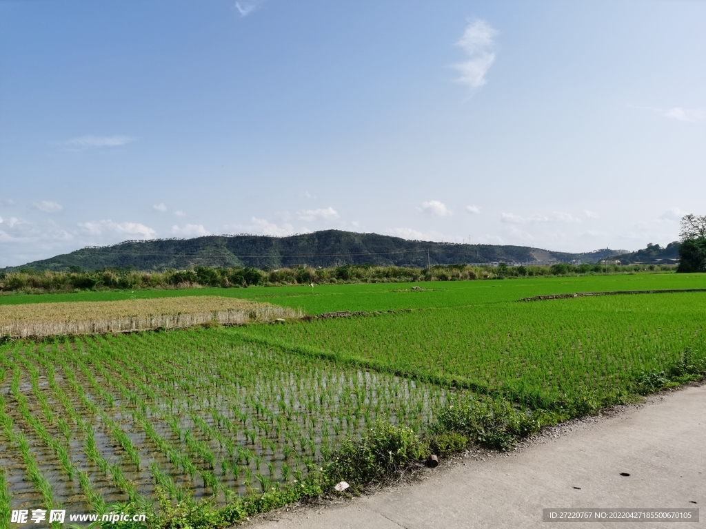 绿色水稻风景