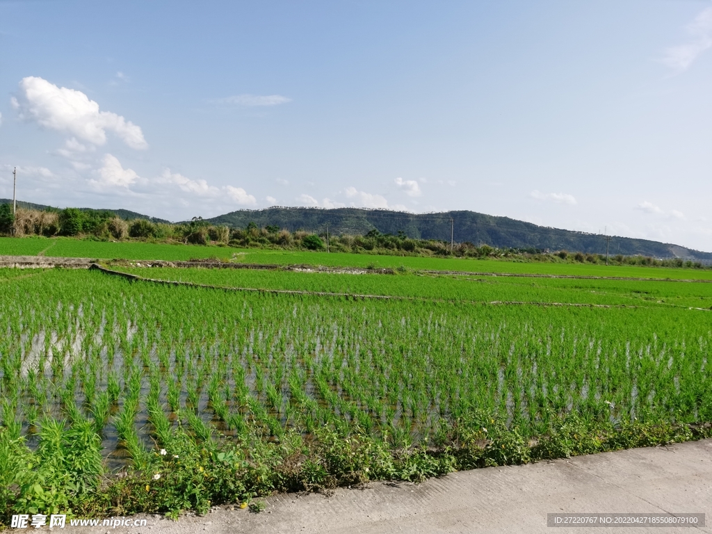 农村田野风景 绿色水稻