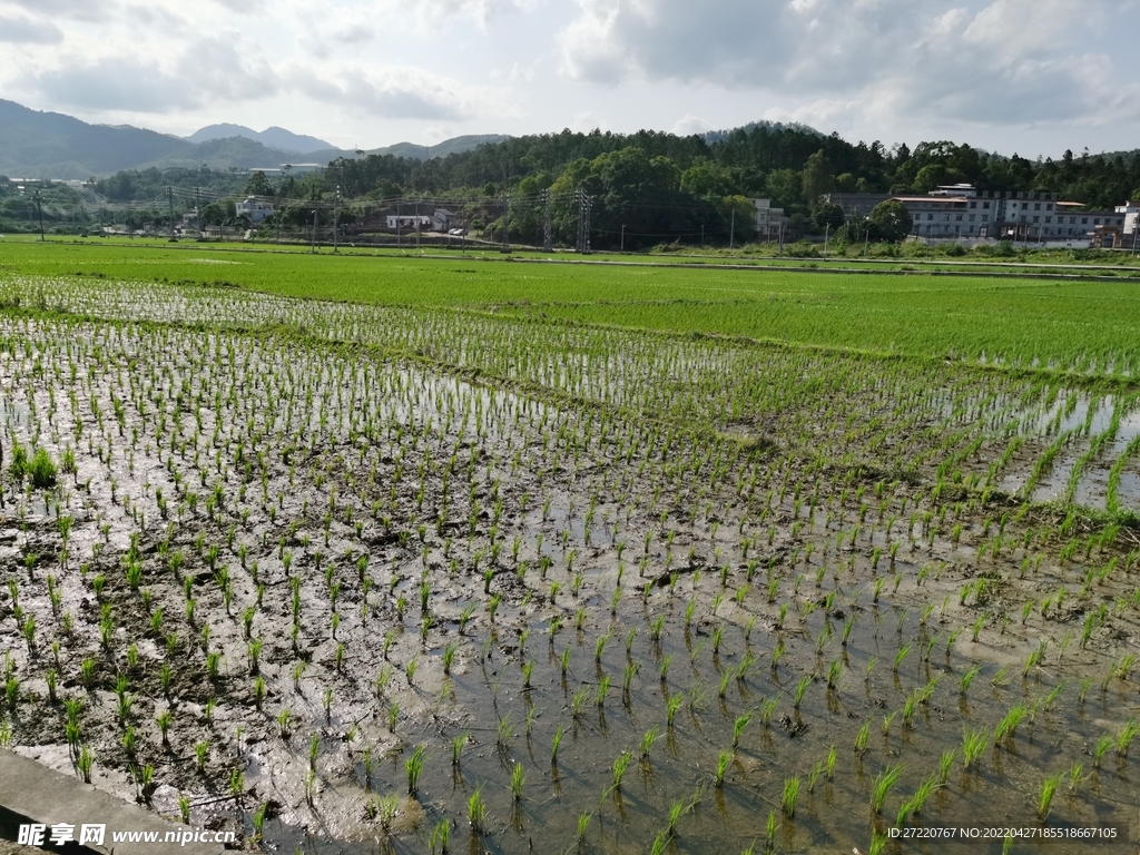 农村水田自然风光素材