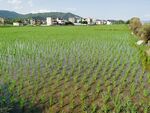 南方水稻田 田园风景