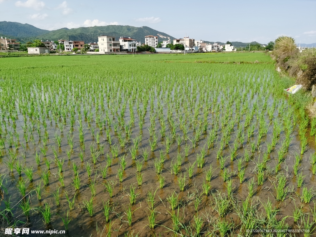 南方水稻田 田园风景