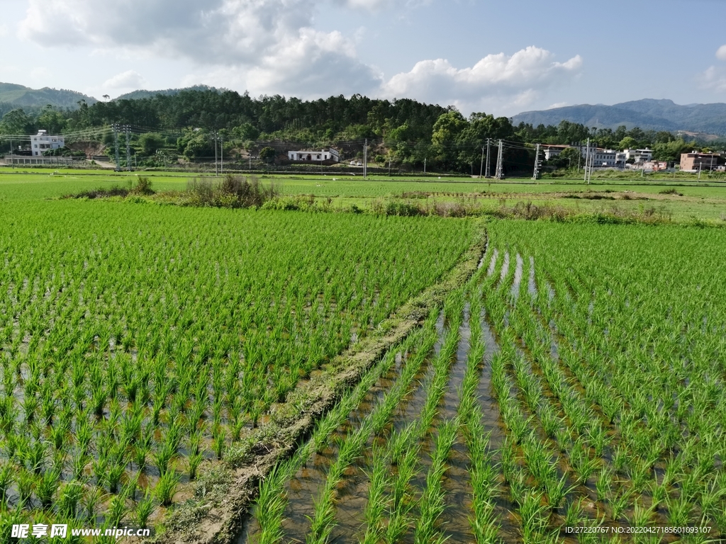 美丽田园 绿色水田风景