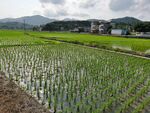 绿色田野 美丽乡村 水稻背景