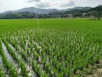 水田风光素材 绿油油水稻