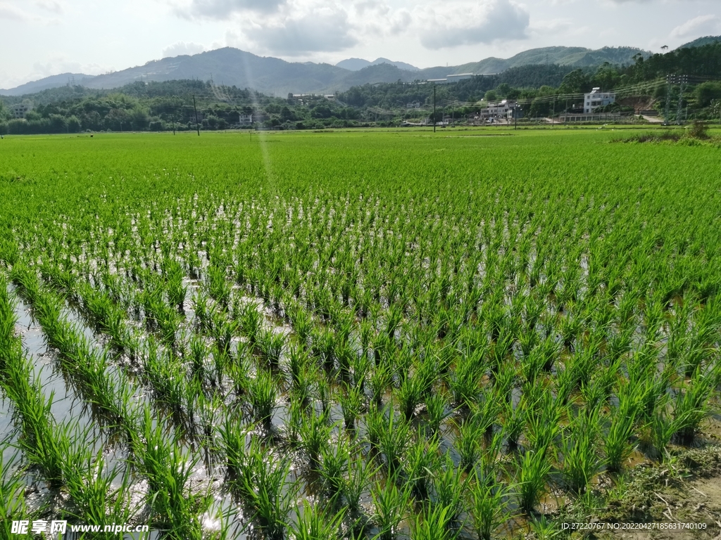 水田风光素材 绿油油水稻