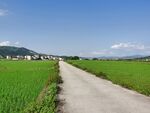 农村户外风景 春耕水田