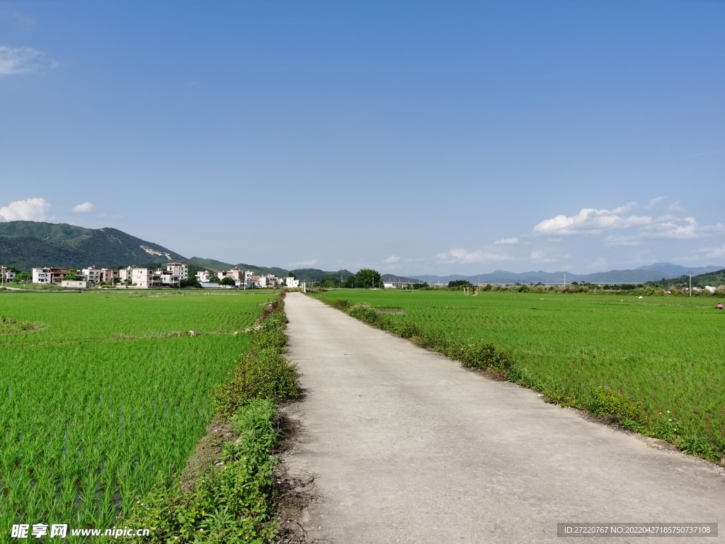 农村户外风景 春耕水田