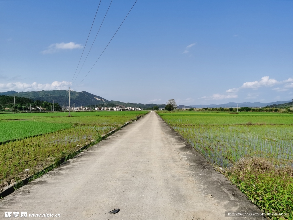 农村户外风光 水田