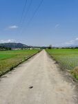 农村田野风景
