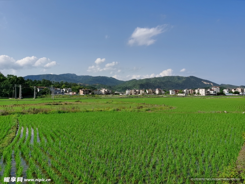 田野风光素材 水田