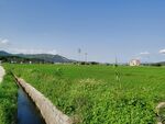 田园风景 绿色水田