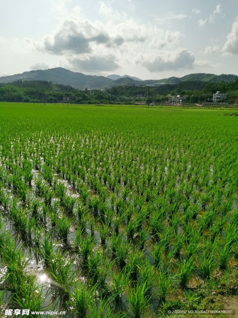 绿色水田 春耕  田园风光